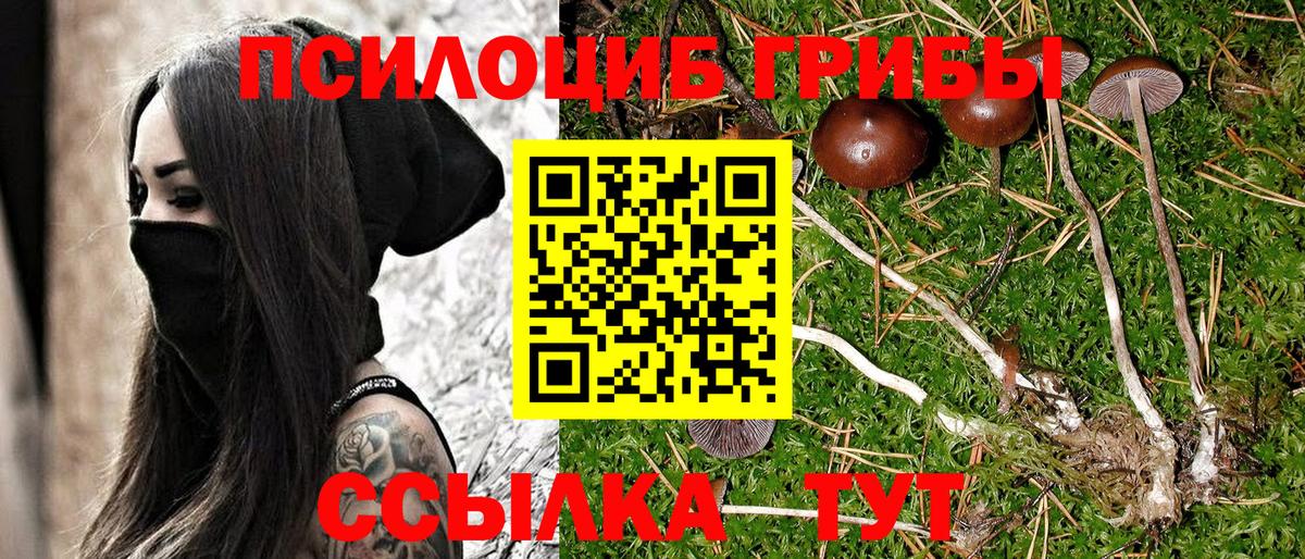 Кизляр  Псилоцибиновые грибы MAGIC MUSHROOMS  Вход с VPN 